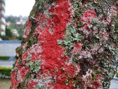 Fungi