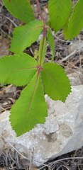 Bursera tomentosa