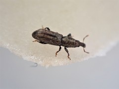 Sericotrogus subaenescens