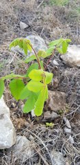 Bursera tomentosa