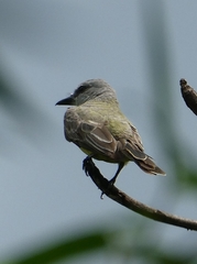 Tyrannus melancholicus