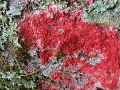 Fungi