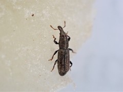 Sericotrogus subaenescens