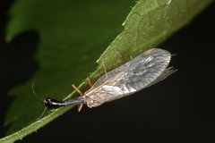 Dichrostigma flavipes