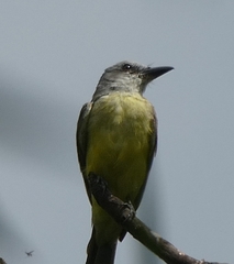 Tyrannus melancholicus