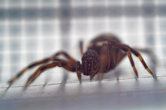 Nurscia albomaculata