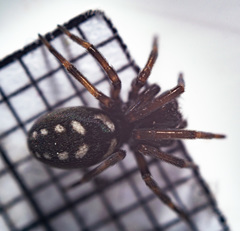 Nurscia albomaculata