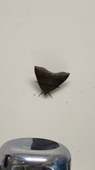 Parallelia bistriaris