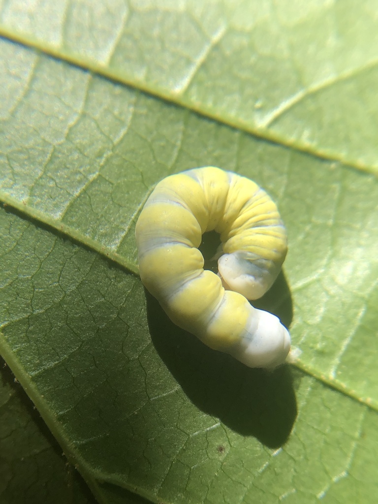 Mustard Sallow