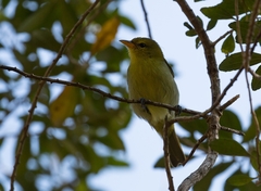 Hemithraupis ruficapilla