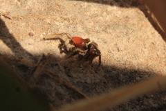Habronattus forticulus