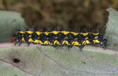 Gnophaela latipennis