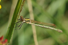 Austrolestes cingulatus