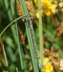 Austrolestes cingulatus