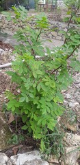 Bursera tomentosa