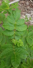Bursera tomentosa