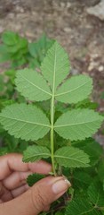 Bursera tomentosa