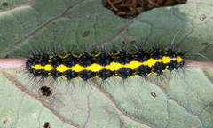 Gnophaela latipennis