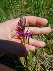 Dactylorhiza traunsteineri