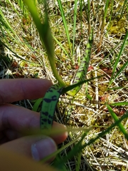 Dactylorhiza traunsteineri