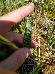 Dactylorhiza traunsteineri