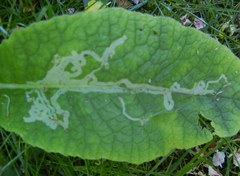 Phytomyza primulae