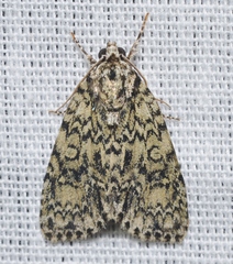 Acronicta heitzmani