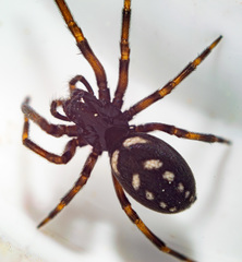 Nurscia albomaculata