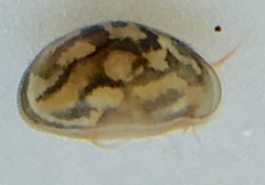 Chlamydotheca