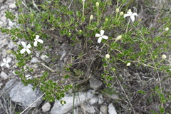 Bouvardia longiflora