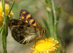 Heteronympha cordace