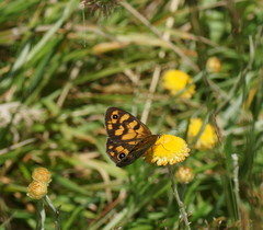 Heteronympha cordace