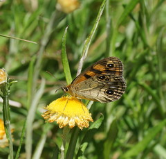 Heteronympha cordace