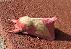 Hyparpax aurora