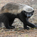 Ratel - Photo (c) copper, some rights reserved (CC BY-NC)