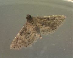 Araeopteron canescens