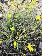 Launaea lanifera