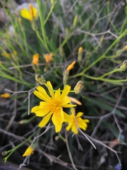 Launaea lanifera