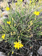 Launaea lanifera