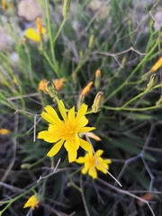 Launaea lanifera