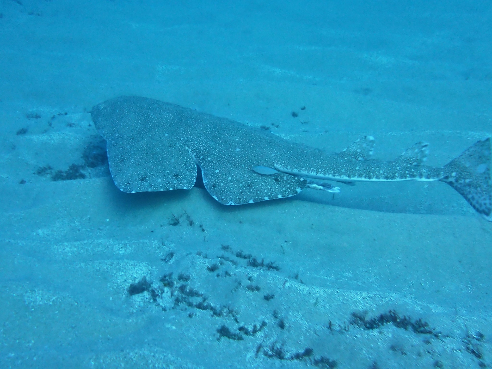 Squatina australis Regan, 1906