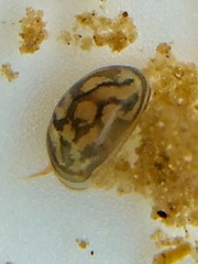 Chlamydotheca