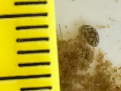 Chlamydotheca