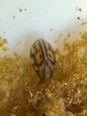 Chlamydotheca