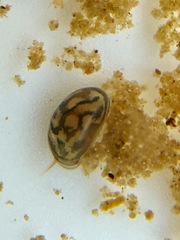 Chlamydotheca