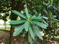 Pachystroma longifolium