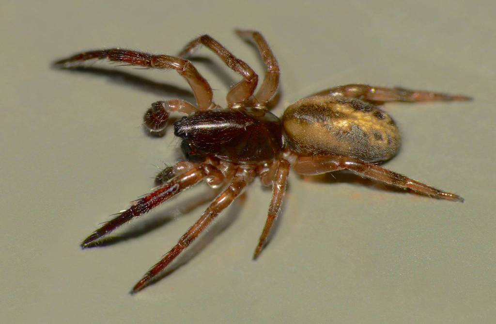 Periscope Spiders