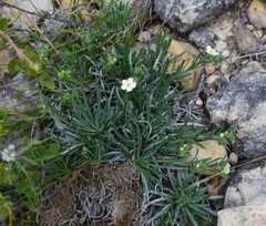 Antiphytum caespitosum