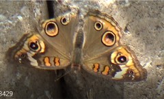 Junonia coenia