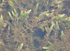 Ceratophyllum demersum